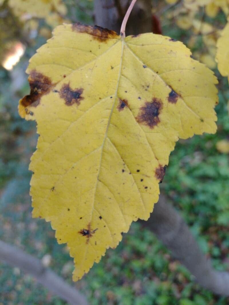 Tartar maple 18
