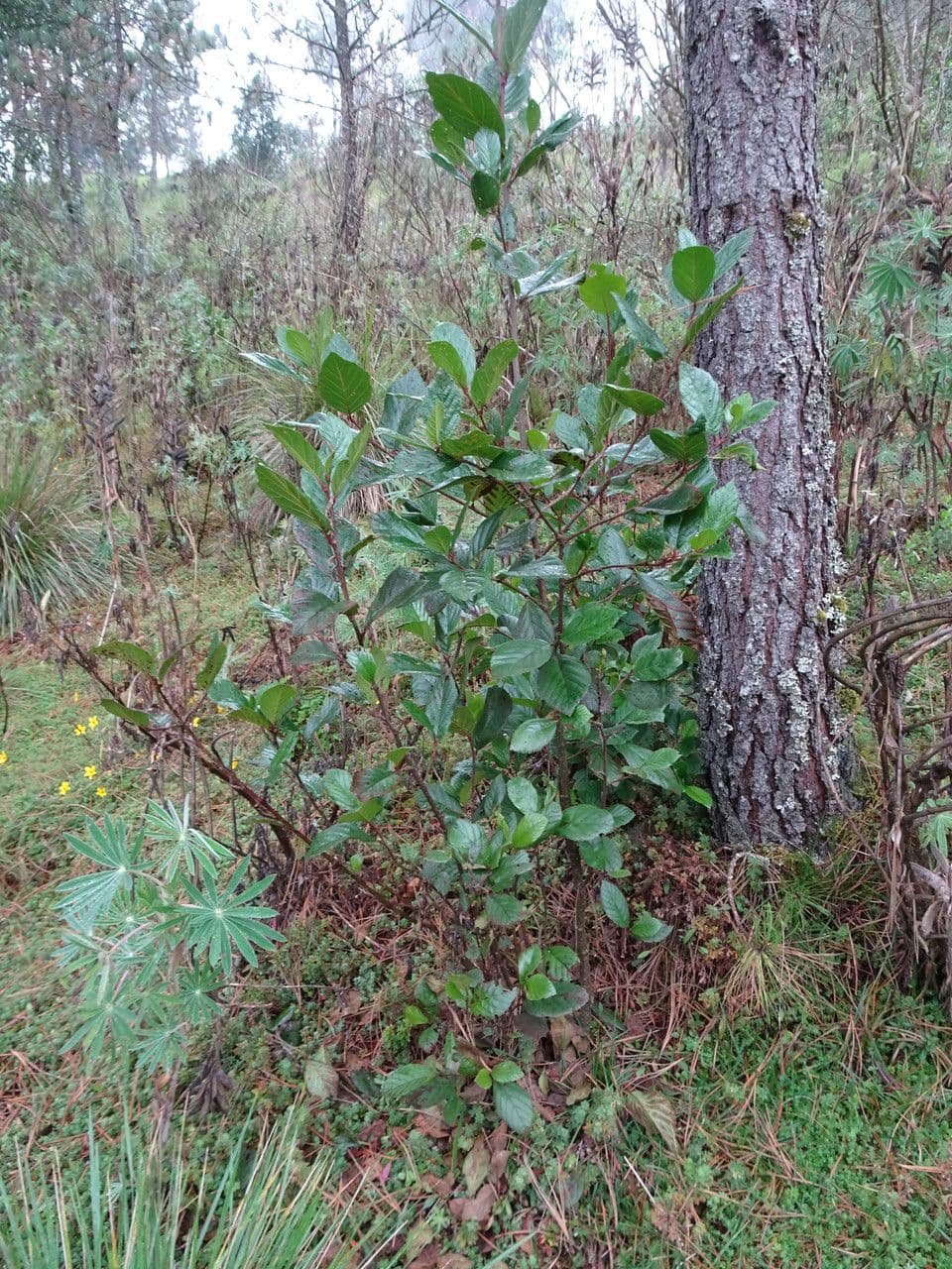 Andean alder