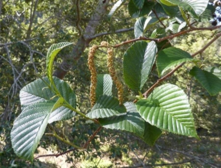 Andean alder 3