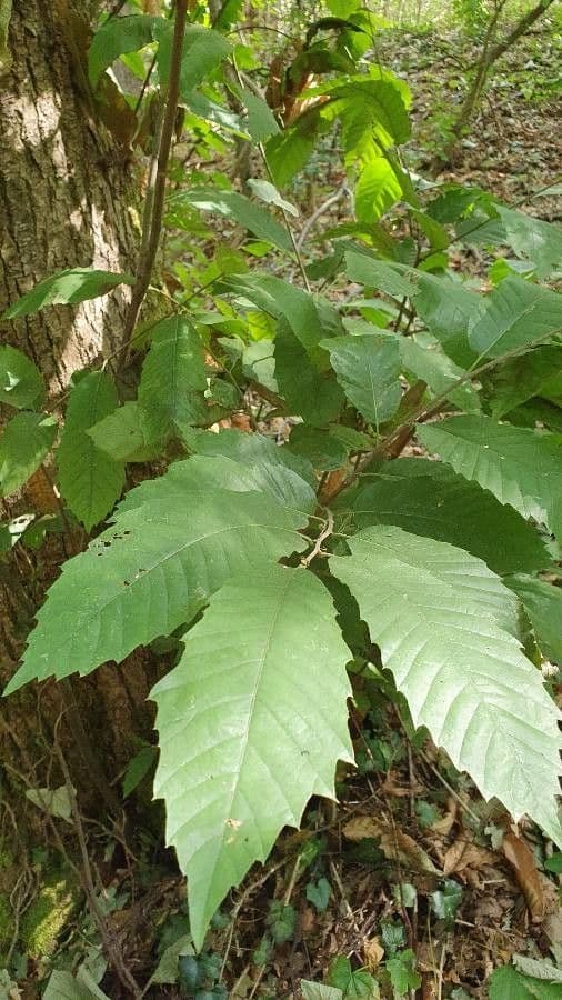American chestnut 20