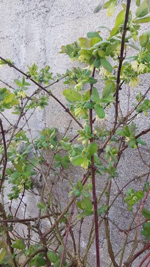 Blue honeysuckle 15