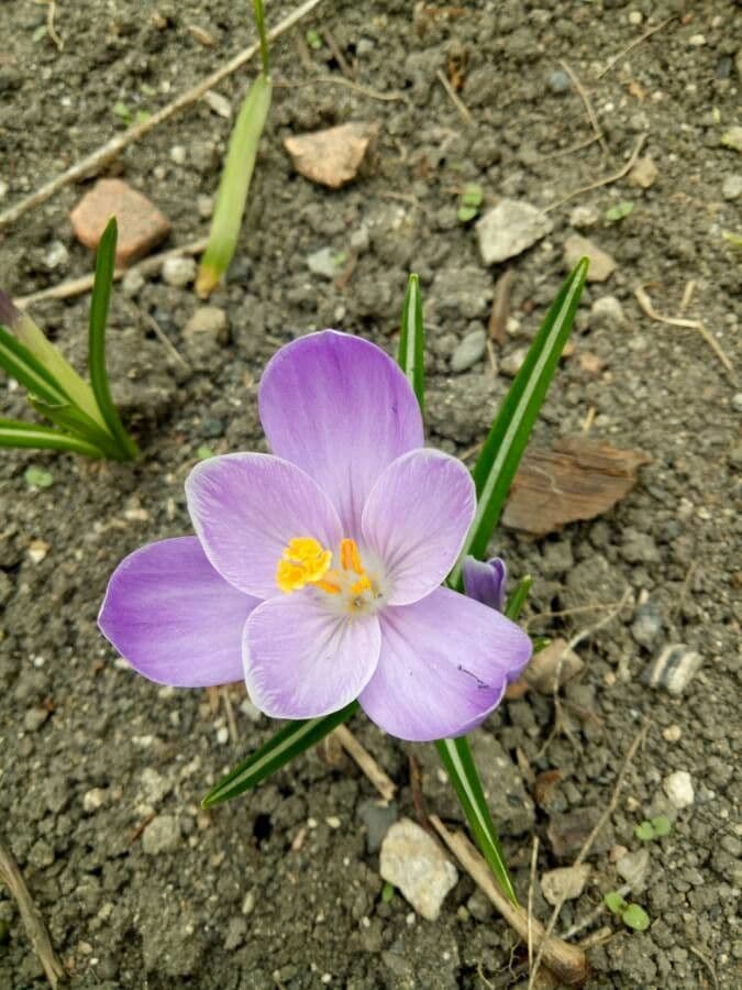 Early crocus 3