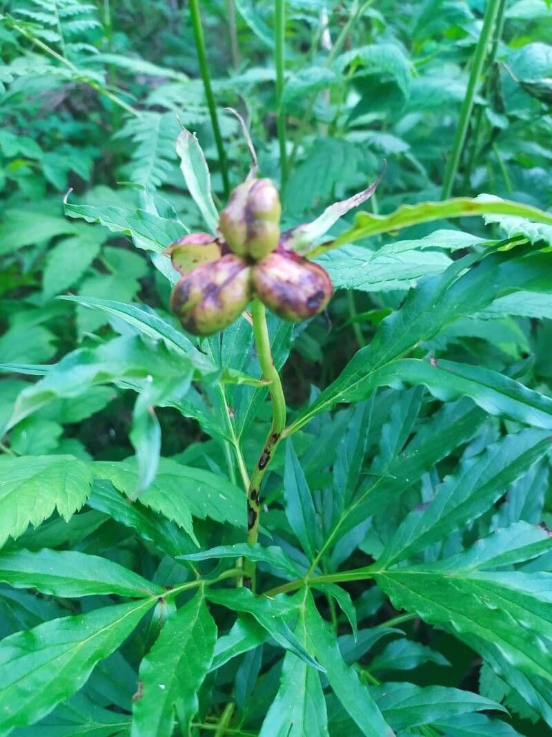 Anomalous peony 9