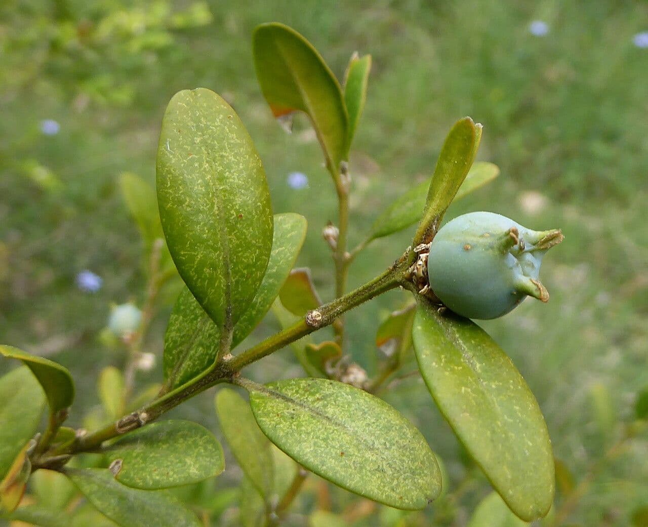 Caucasian boxwood 21