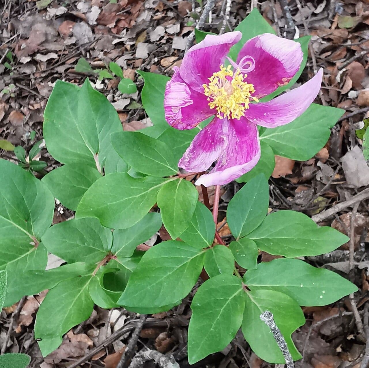 Brotero's peony 6