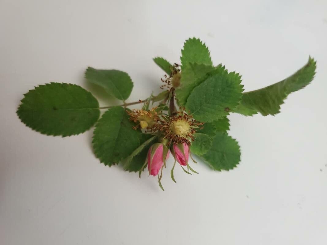 California rose 8