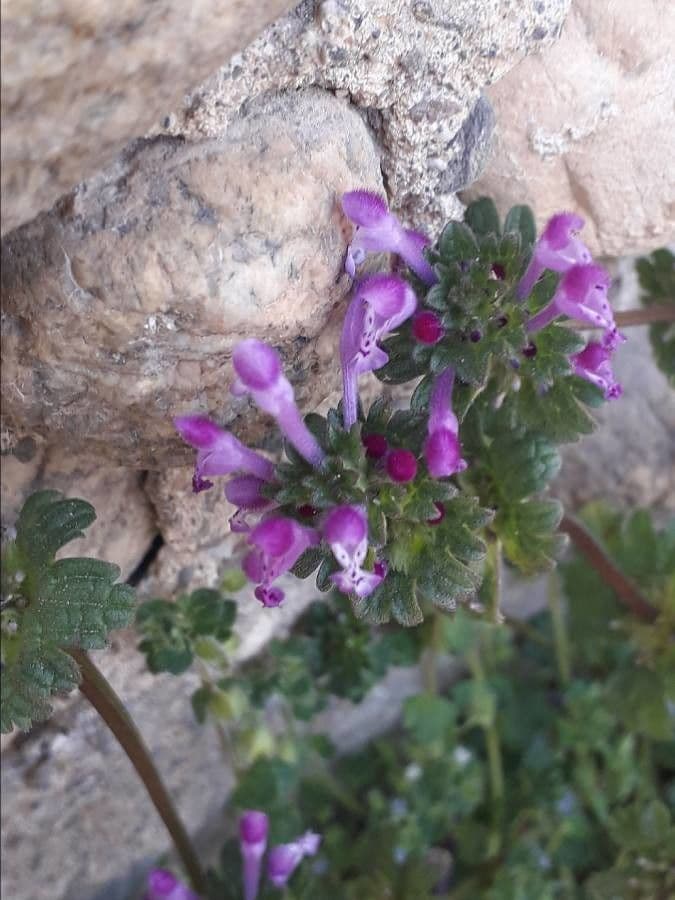 Henbit 7