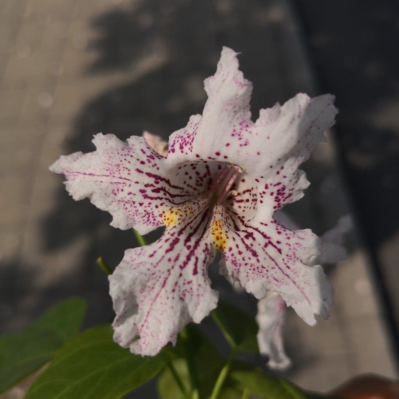Manchurian catalpa 2