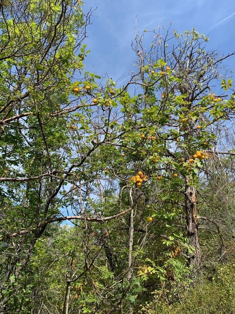 Briançon apricot 10