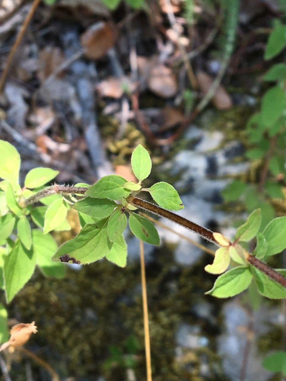 Wild marjoram 17