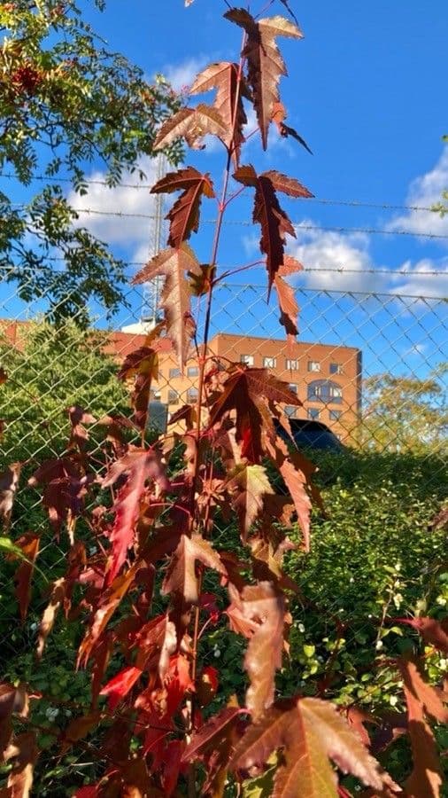 Red maple 30