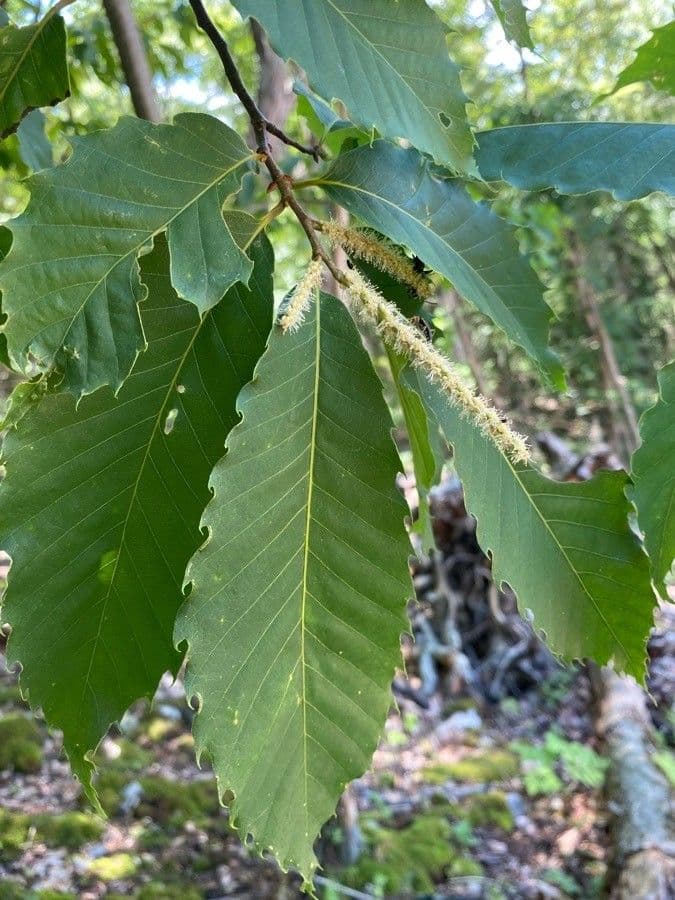 American chestnut 9