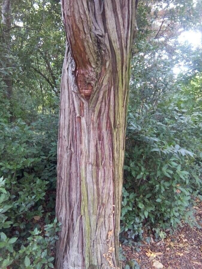 Japanese red-cedar 25