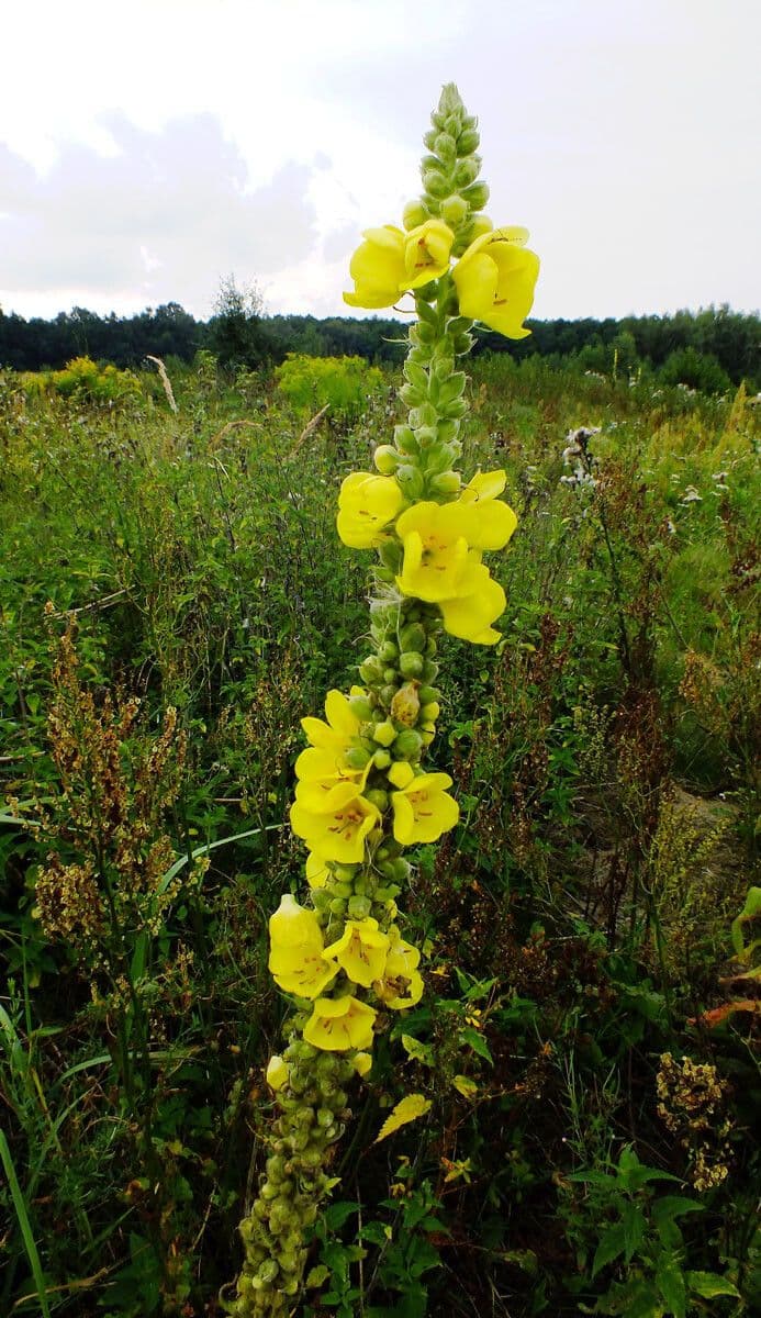 Dense-flower mullein 14