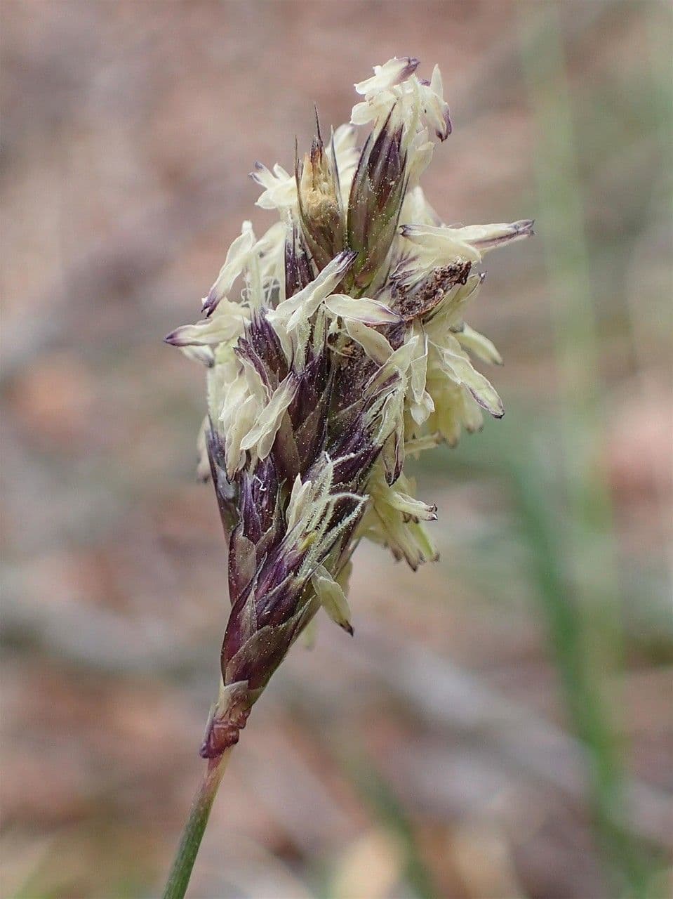 Blue moor grass 5