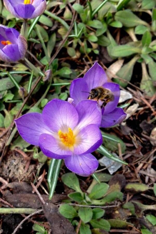 Early crocus 2