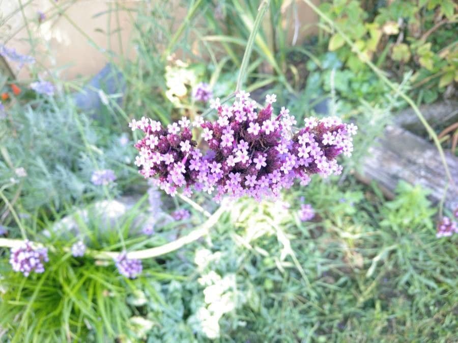 Argentine vervain 29