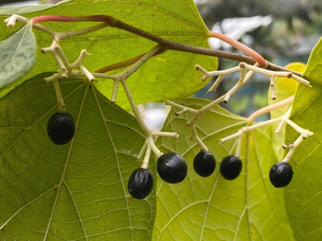 Alangium