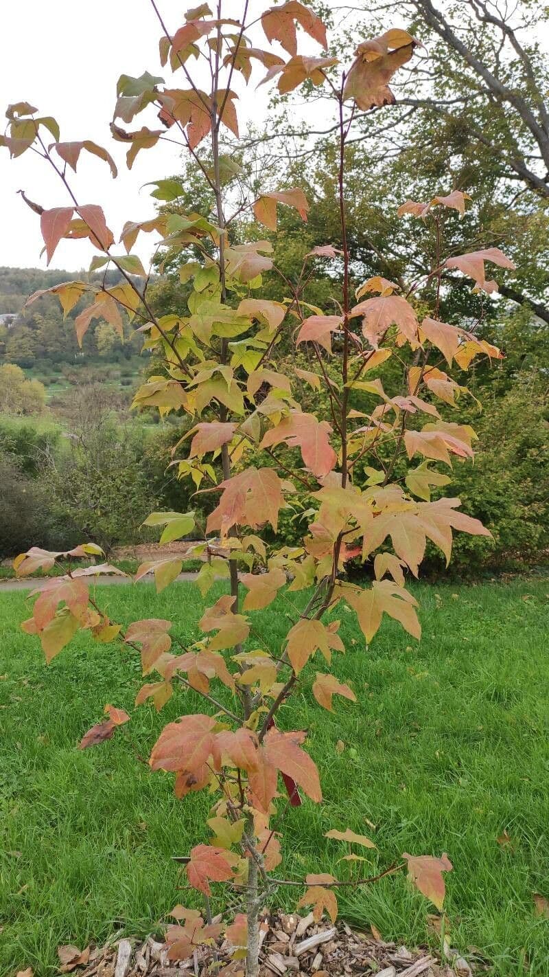 sweet gum 2
