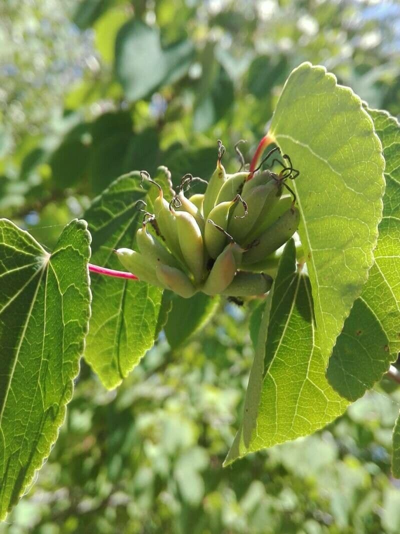 Katsura tree 2