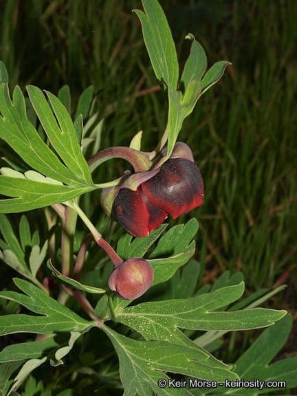 California peony 4