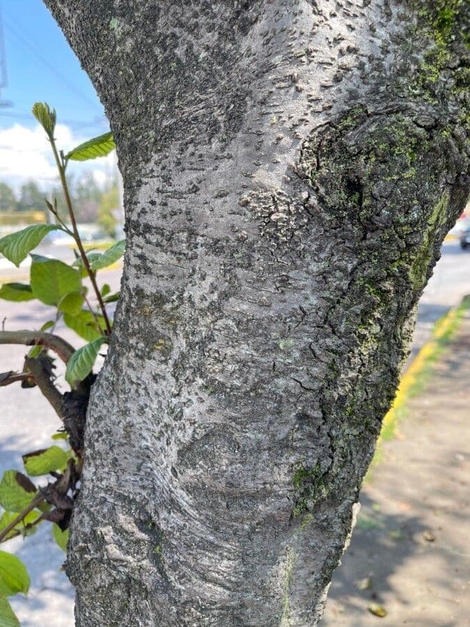 Andean alder 15