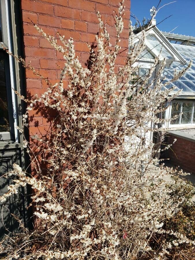 White-forsythia 7