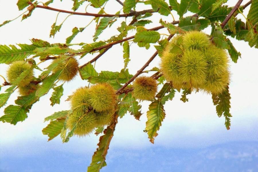 European chestnut 10
