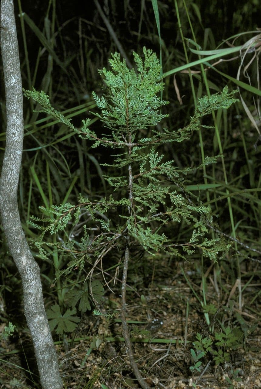 Chilean cedar 8