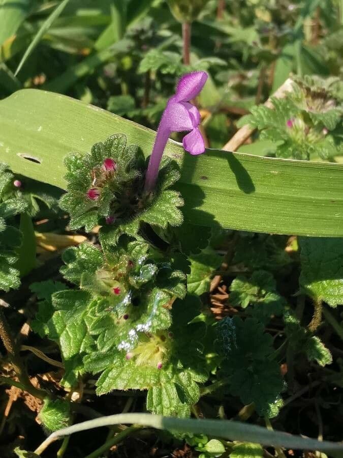 Henbit 30