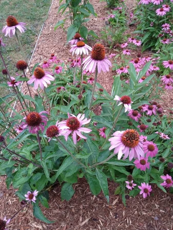 Eastern purple-coneflower 12