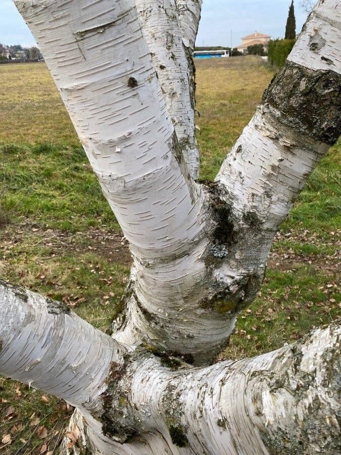Himalayan birch 21