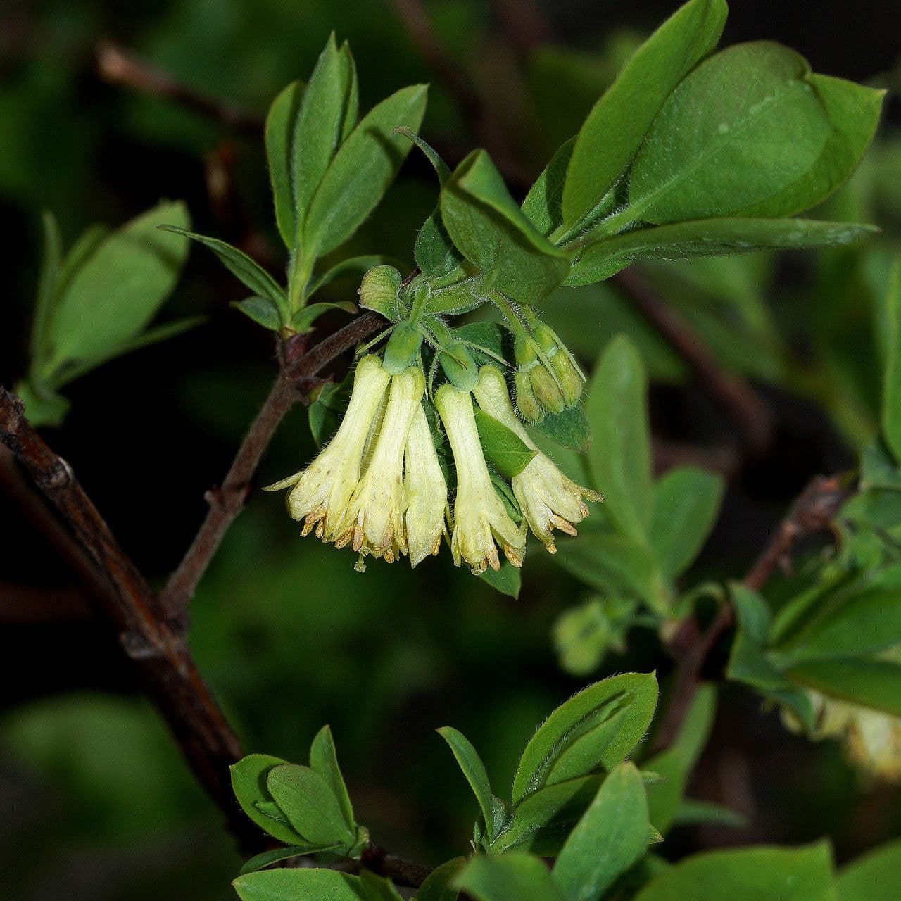 Blue honeysuckle 8