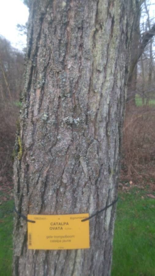 Chinese catalpa 21