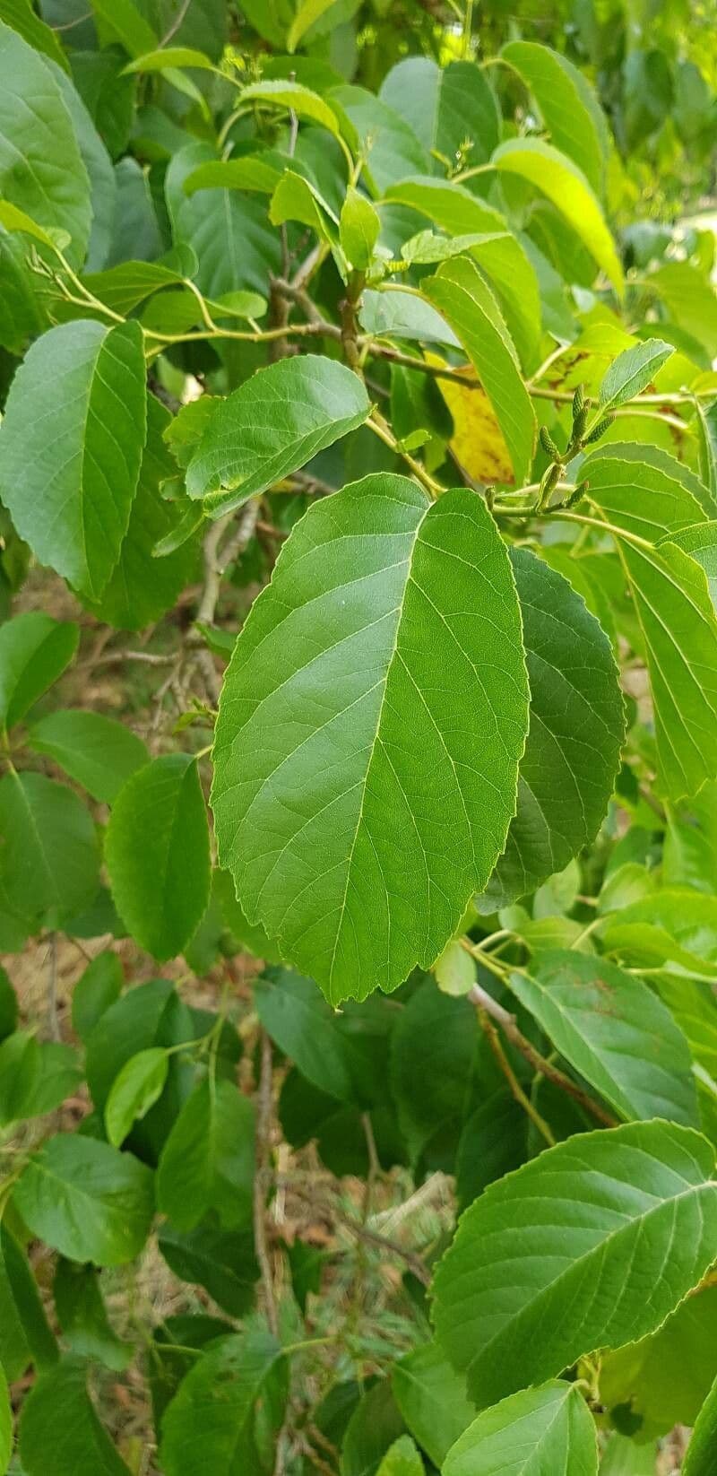 Caucasian alder 15