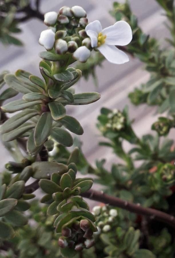 Evergreen candytuft 19