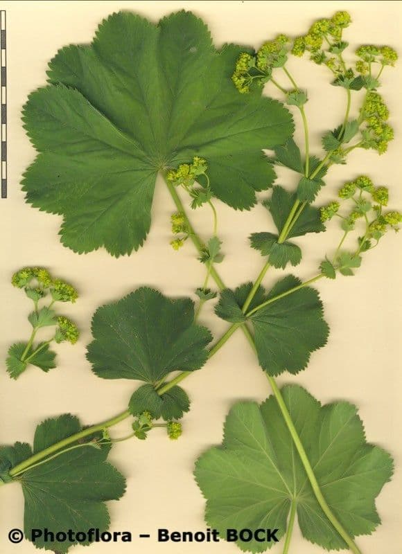 Garden lady's-mantle 26