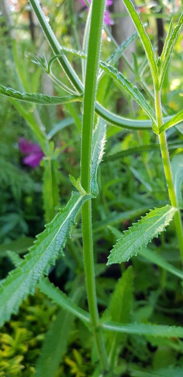 Argentine vervain 25