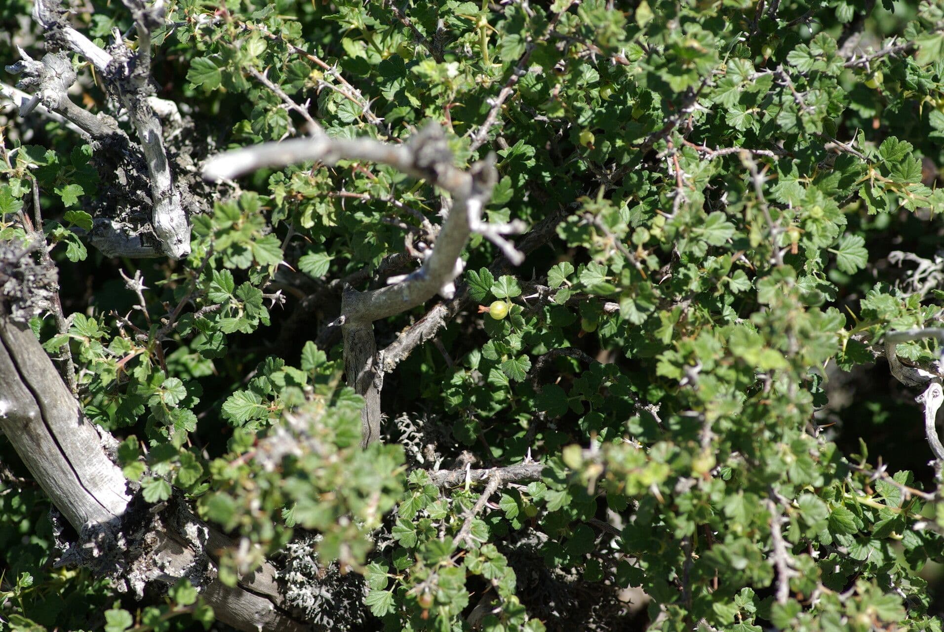 European Gooseberry 14