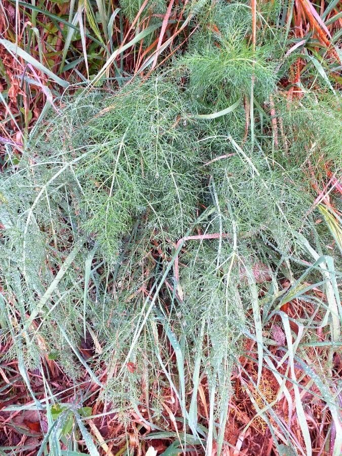 Fennel 17