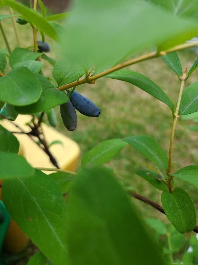Blue honeysuckle 4