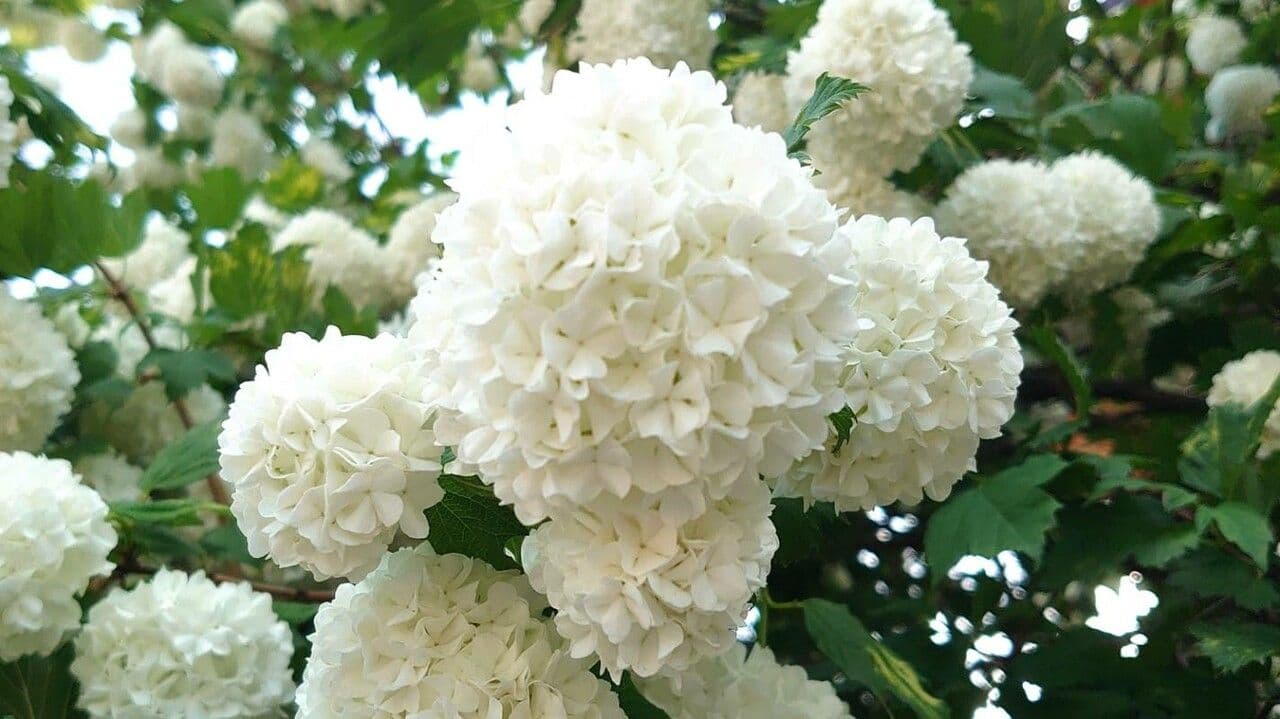 Chinese snowball 3