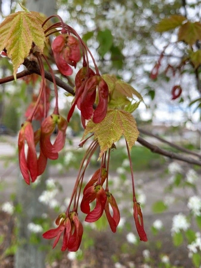 Red maple 2