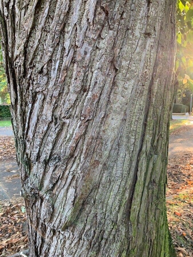 European chestnut 23