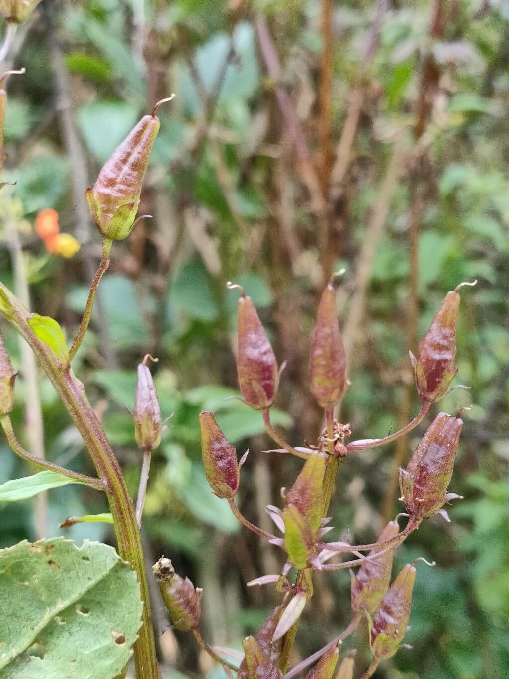 White-flowered Alonsoa