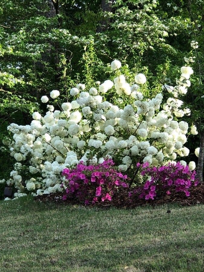 Chinese snowball