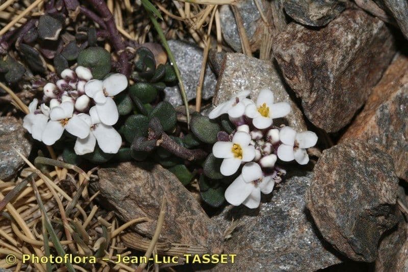 Pruit's candytuft 7