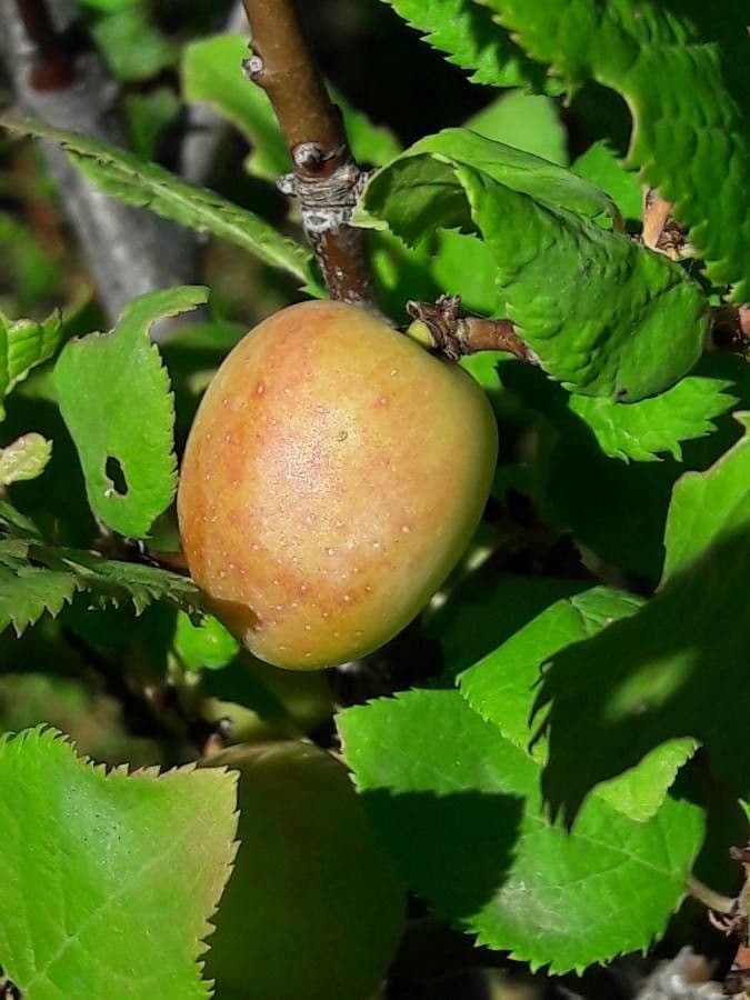 Briançon apricot