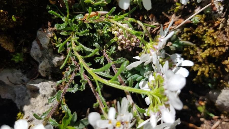 Pruit's candytuft 13