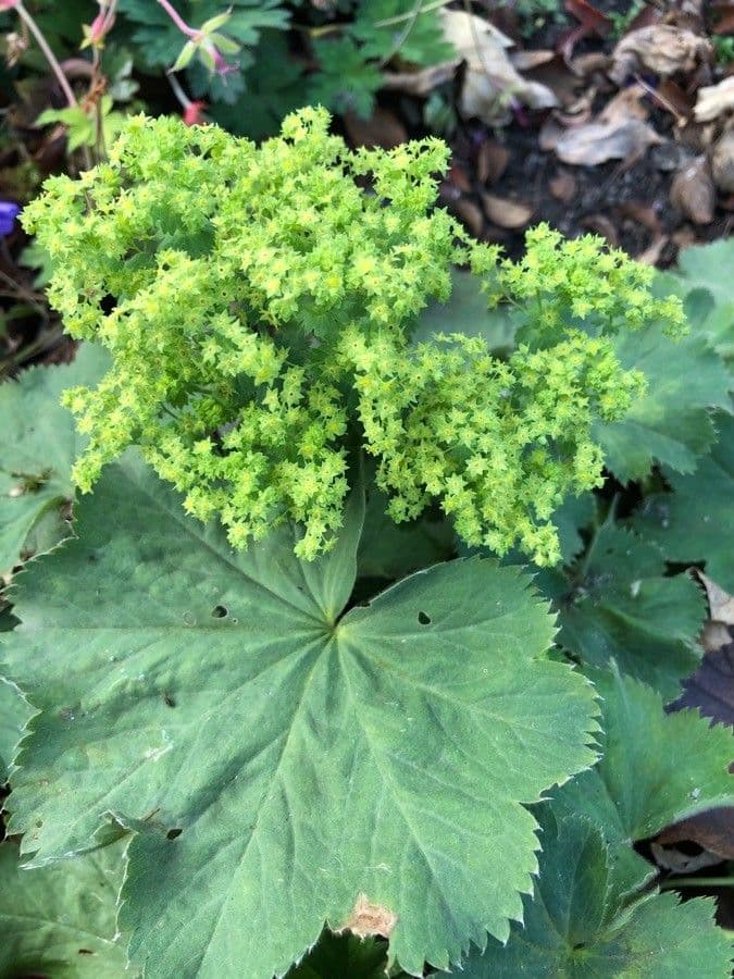 Garden lady's-mantle 5